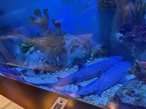 27-aquarium-shark.jpg