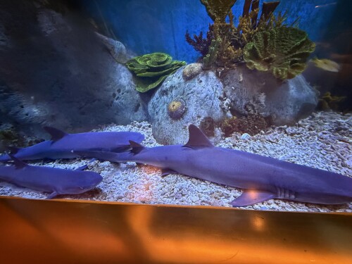 29-morning-sharks.jpg
