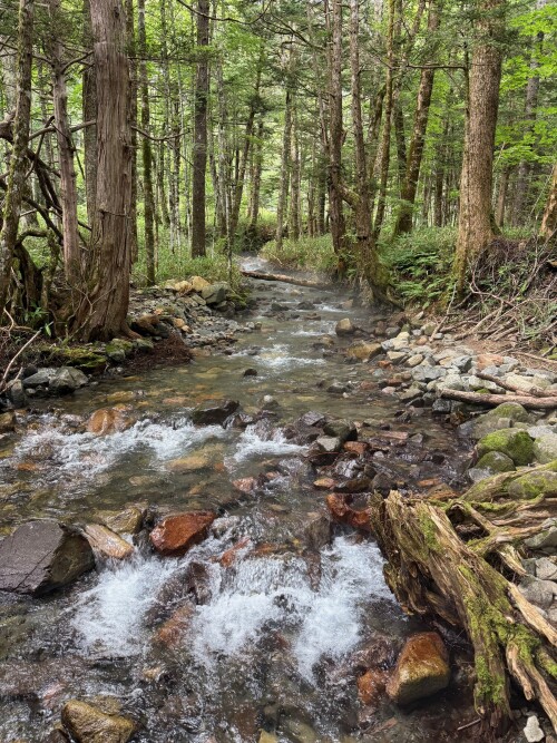 23-kamikochi-forest-stream.jpg