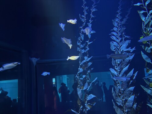 31-osaka-aquarium.jpg